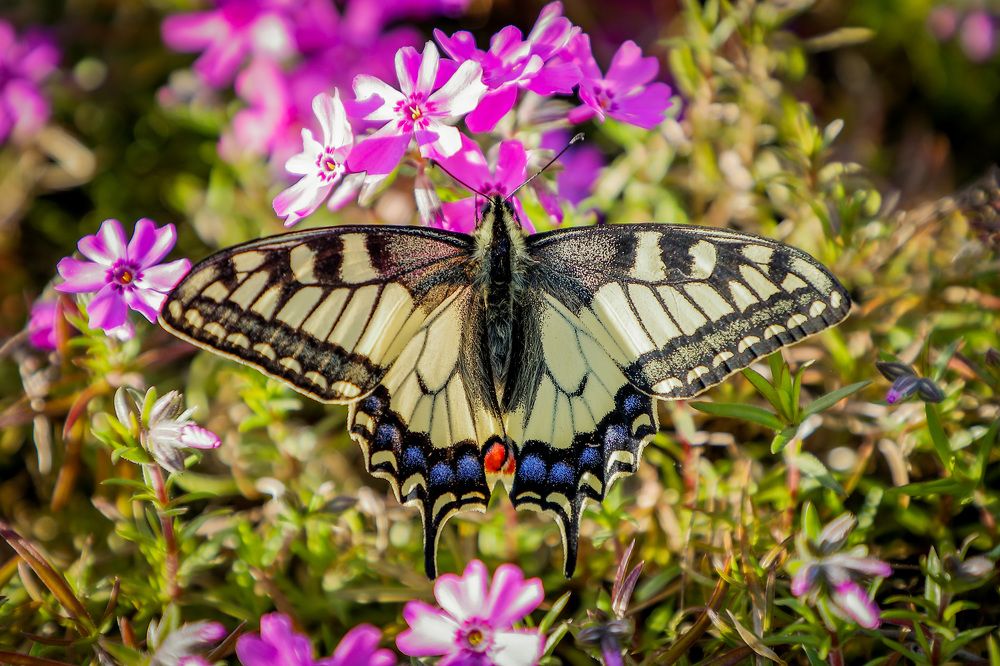 Фотография автора Юрий Фефилов