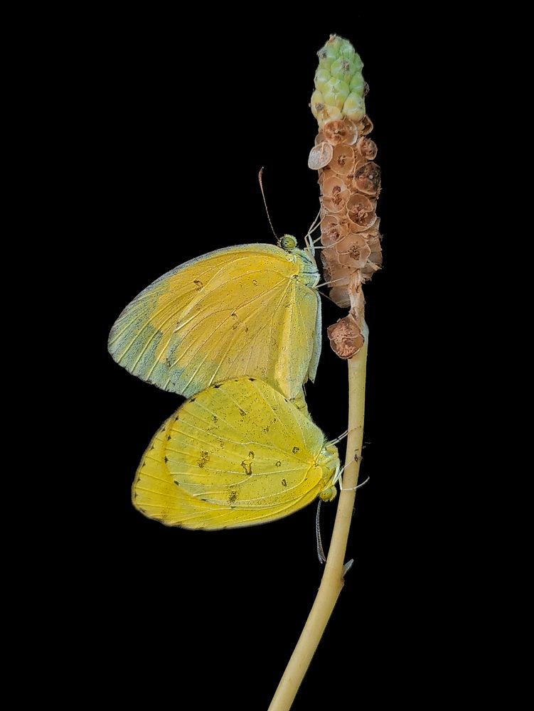 Photograph by Akash Pani