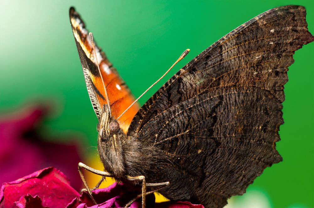 Photograph by Сергей Беляевский