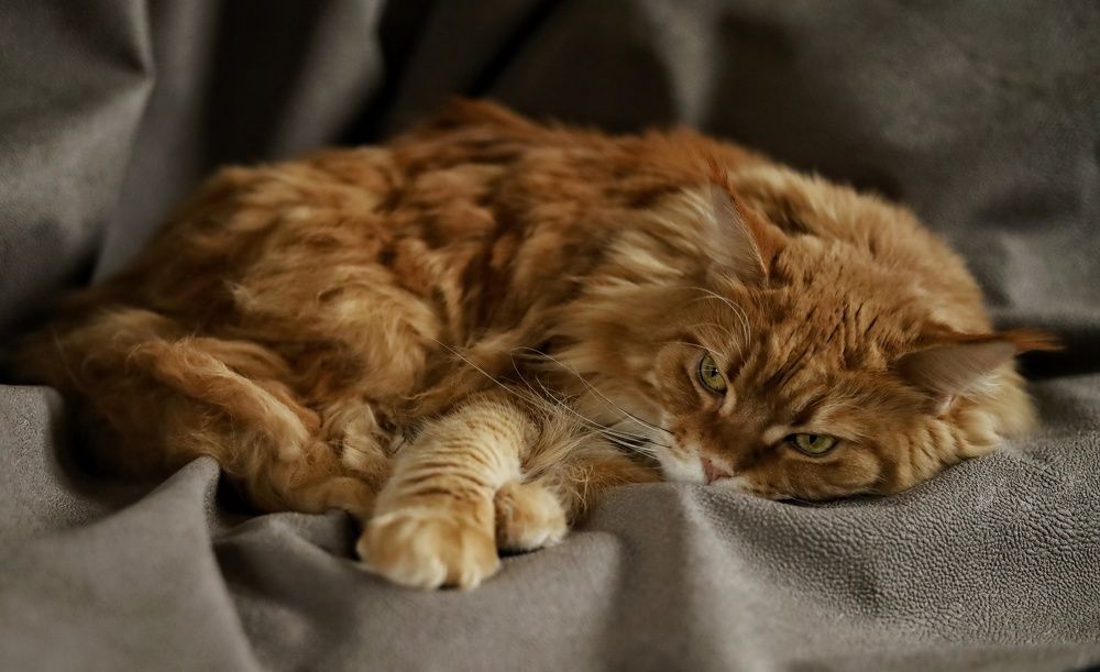 Photograph by Angelica Medvedeva