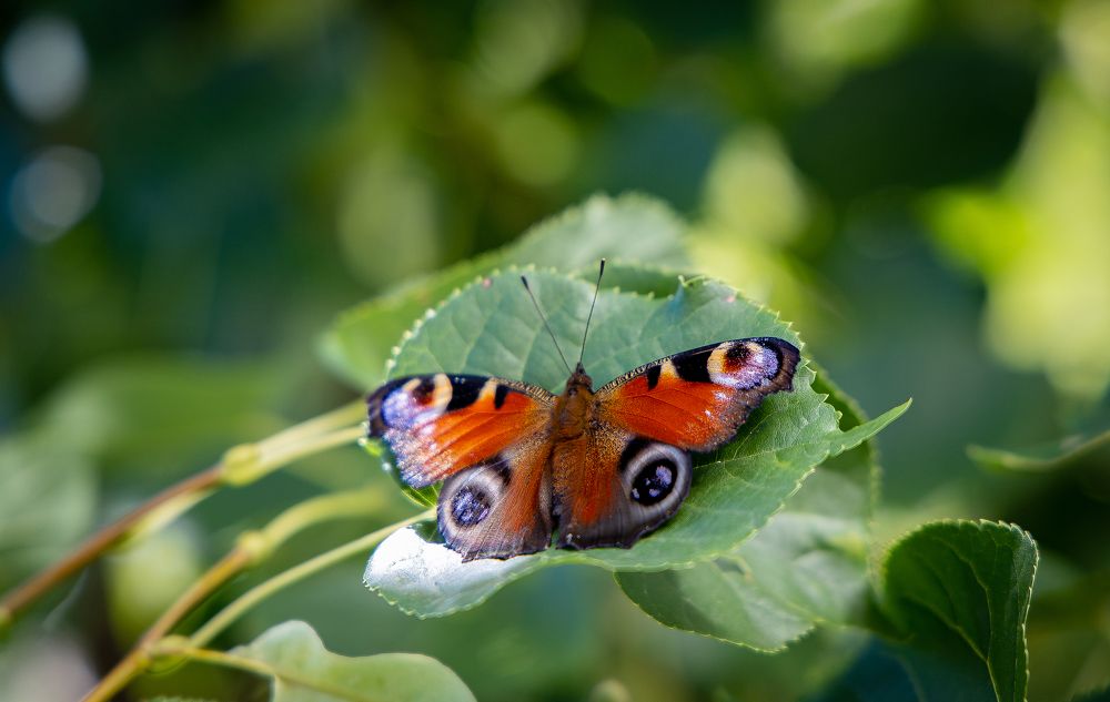 Photograph by Ольга Шиляева