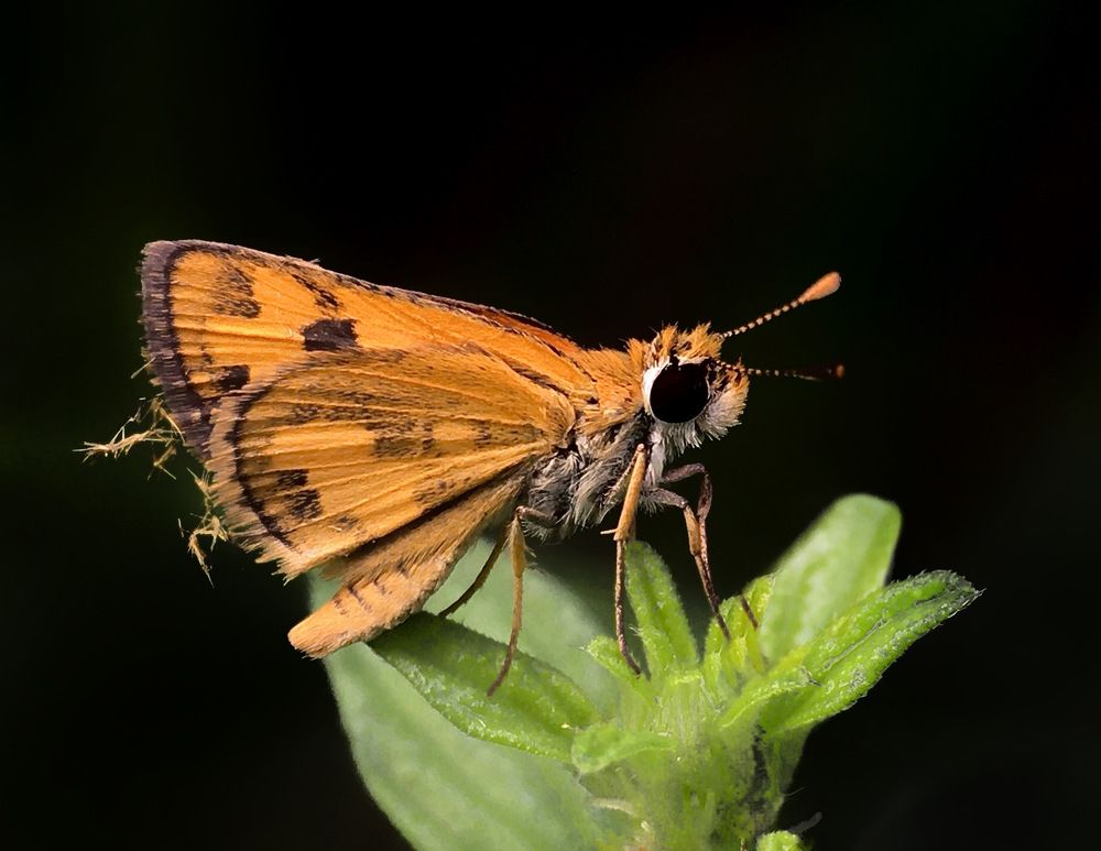 Photograph by Tania Herdianti