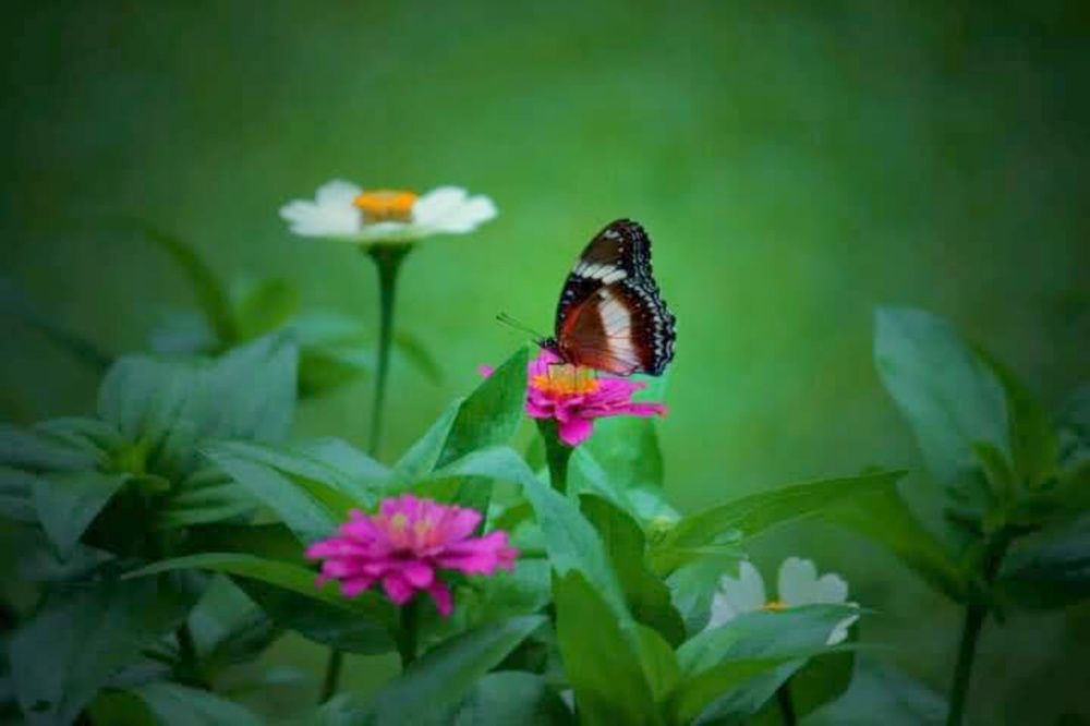 Photograph by Edi Hidayat