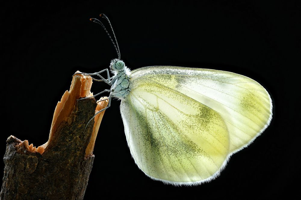 Photograph by Антон Финевич