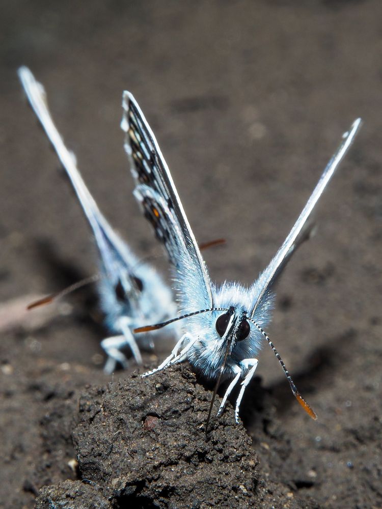 Photograph by Евгения Чепурная