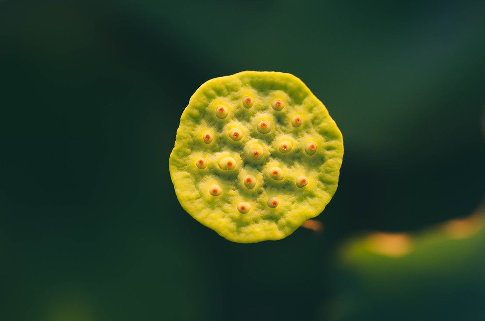 Фотография автора Luong Tr