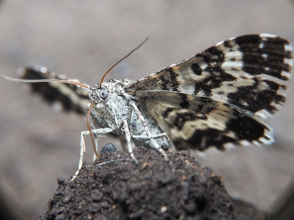 Photograph by Евгения Чепурная