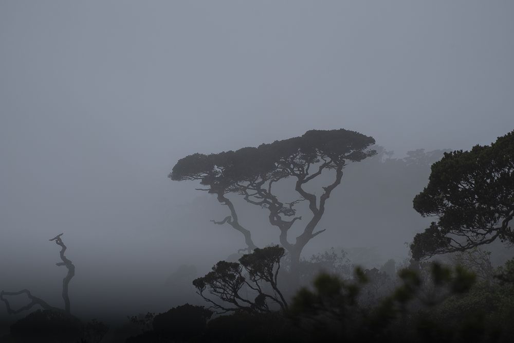 Photograph by SAMAN HALLOLUWA