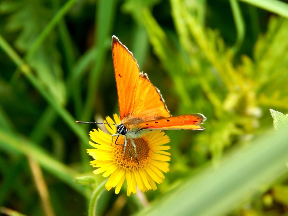Photograph by Светлана Карпенко