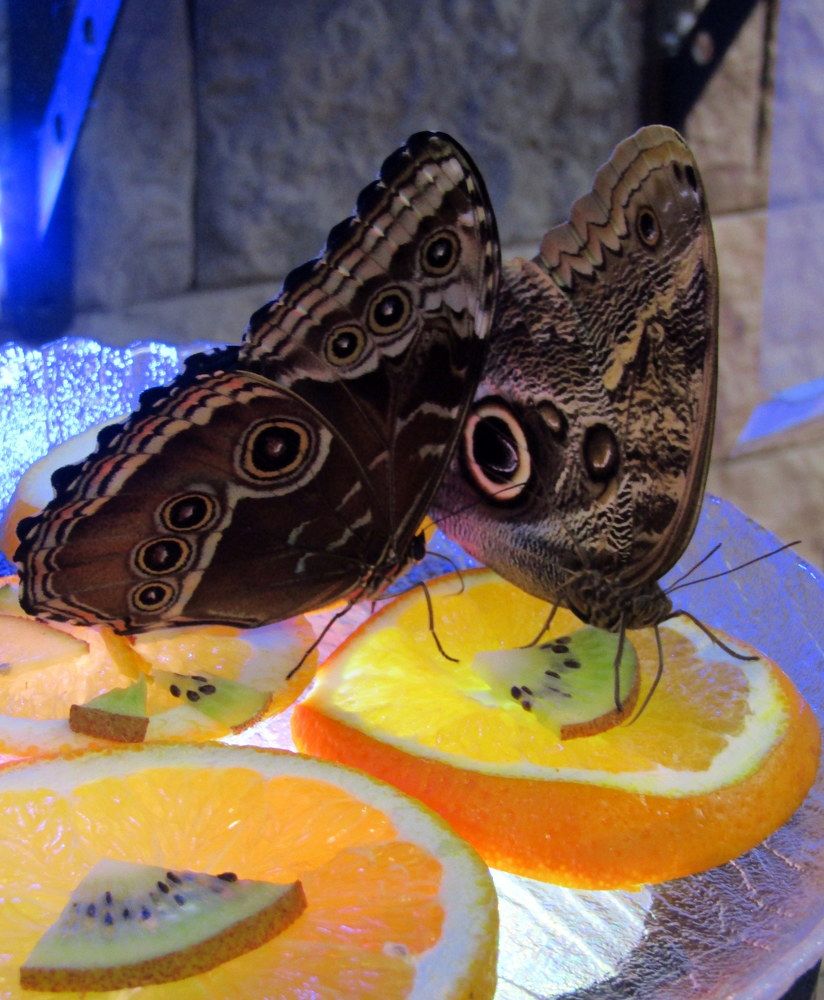 Photograph by Татьяна Смирнова