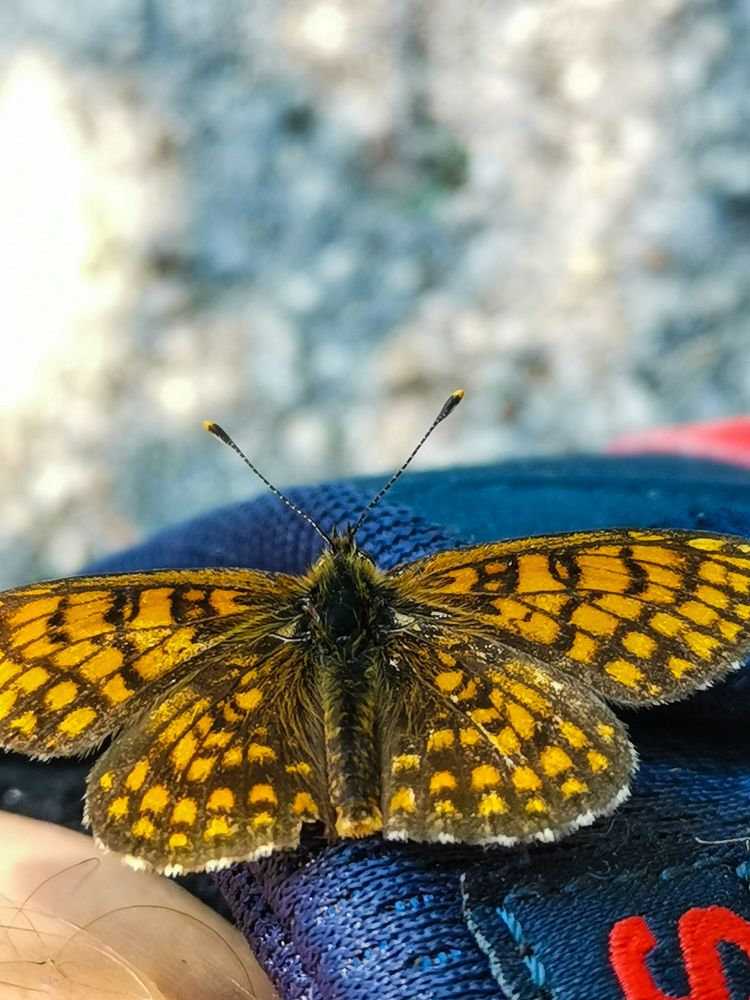 Фотография автора Petar Metić