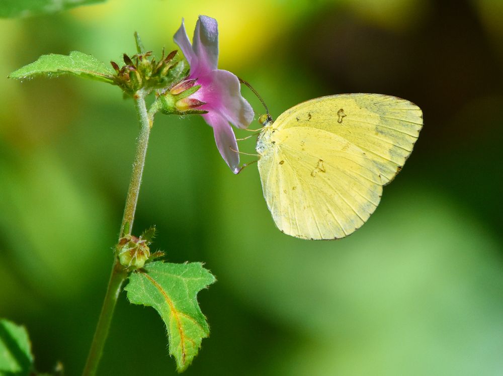 Photograph by Dinuka Sachintha