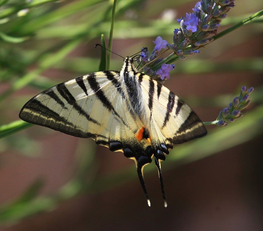 Photograph by ANDREY PERESHEIN