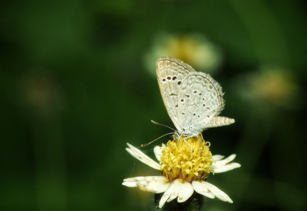 Фотография автора Bharat Ravat