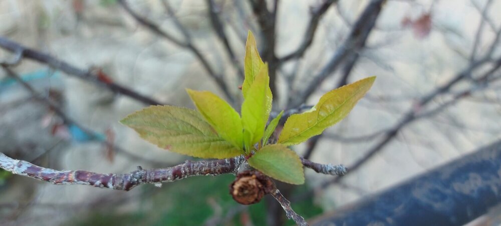 Photograph by Gulustan Aliyeva