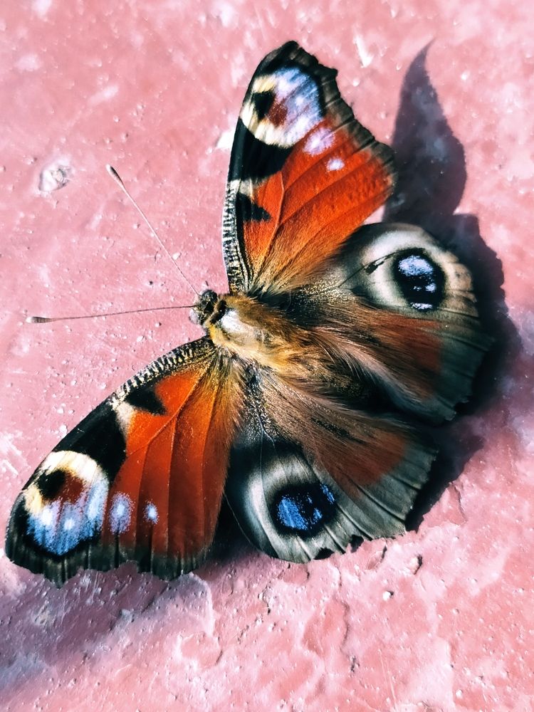 Павлиний глаз