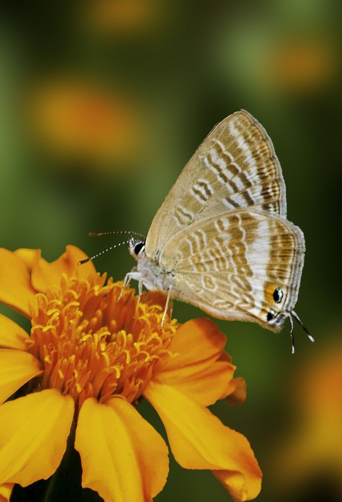 Photograph by Sheikh Nafis