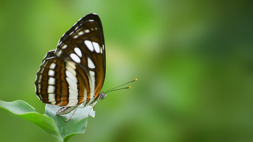 Photograph by Sheikh Nafis