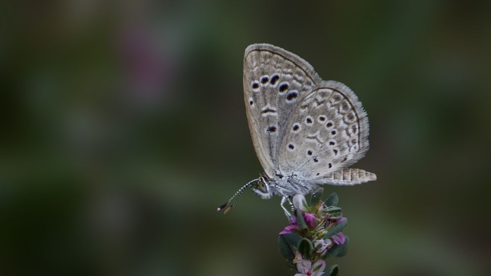 Photograph by Sheikh Nafis