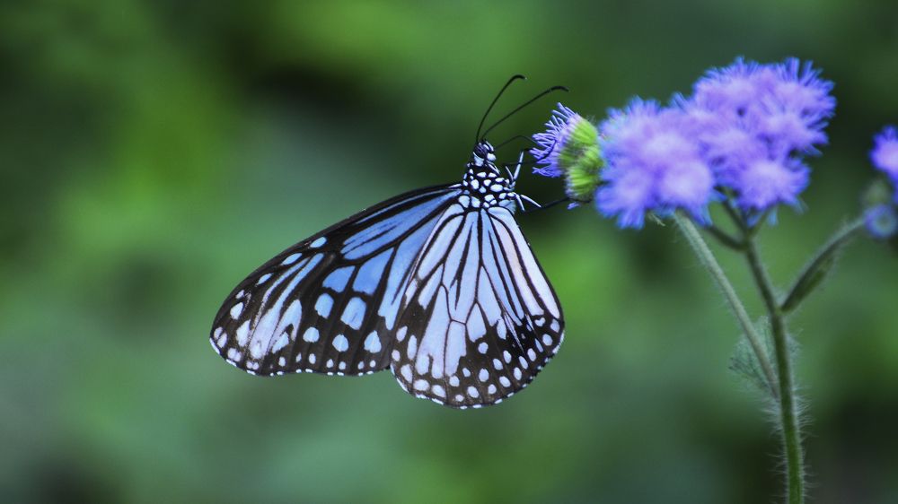 Photograph by Sheikh Nafis