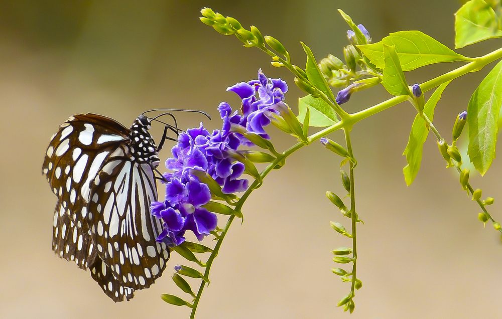 Photograph by Jordi Roig