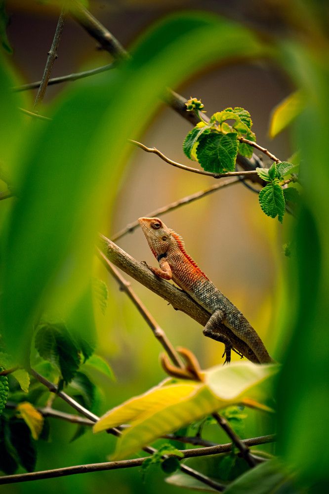 Фотография автора Arpit Dhore