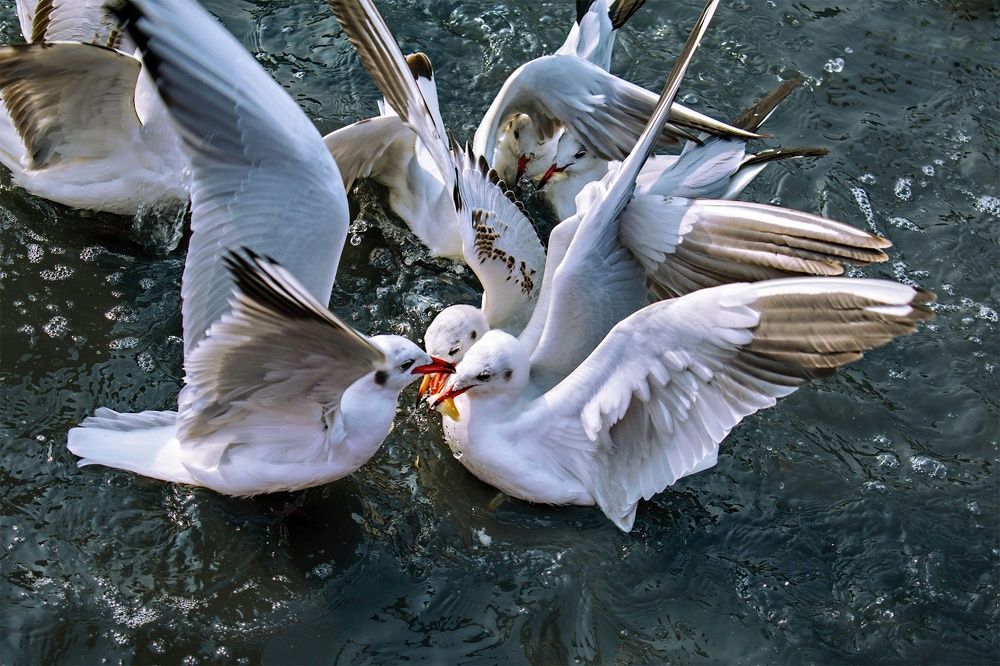 Photograph by Neeraj Nuniwal