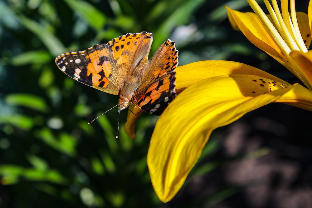 Photograph by Андрей Потапов