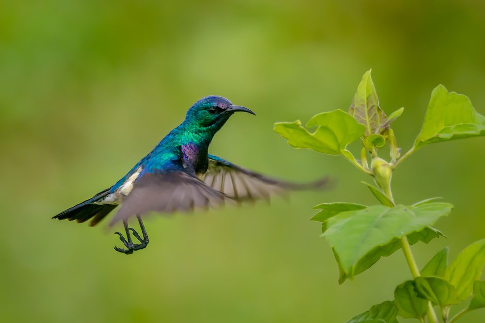 Photograph by debasish pal