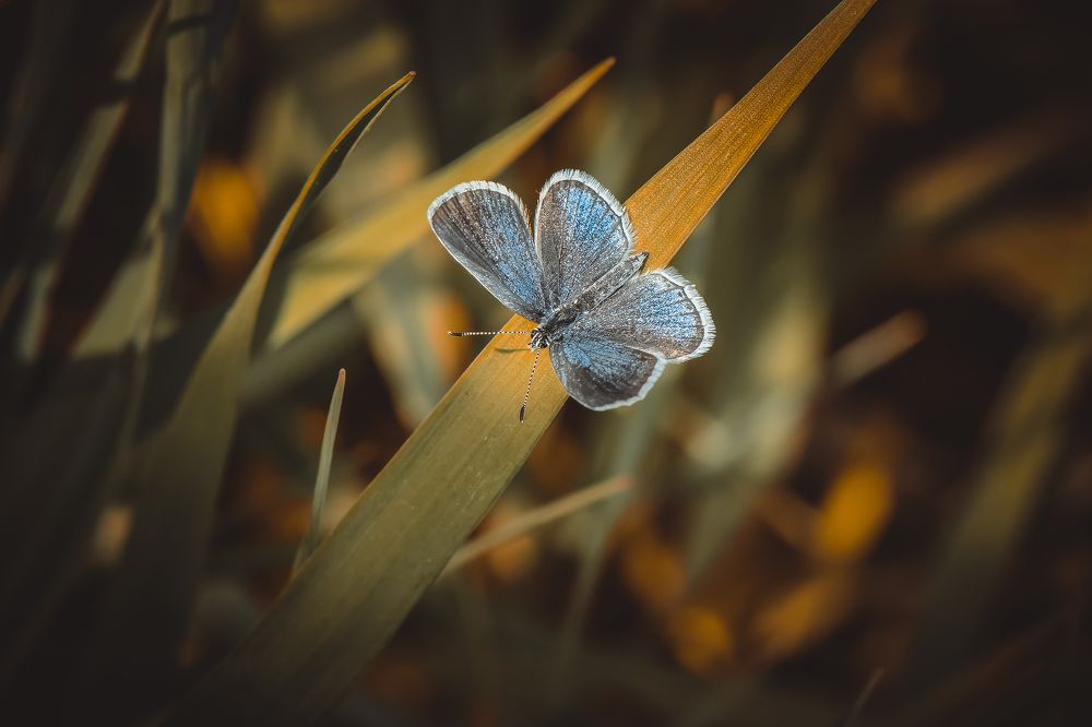 Photograph by Сергей