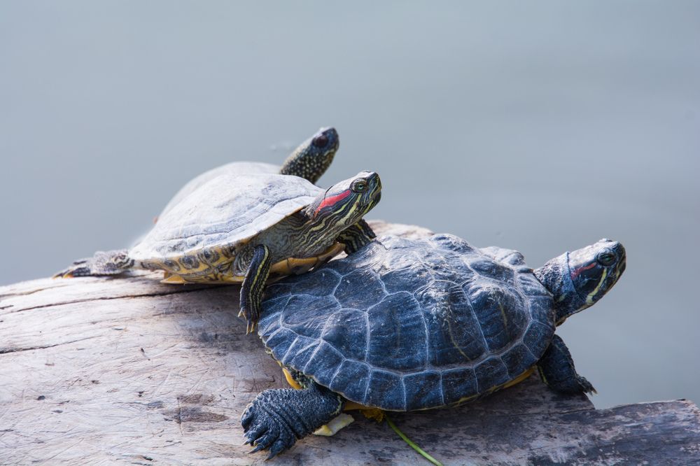 Photograph by Сергей Козлов