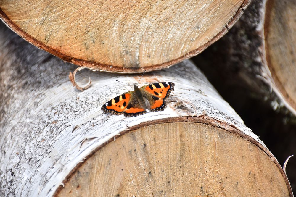 Photograph by Дмитрий Петров