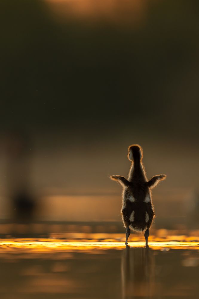 Photograph by Mahesh Sivadas