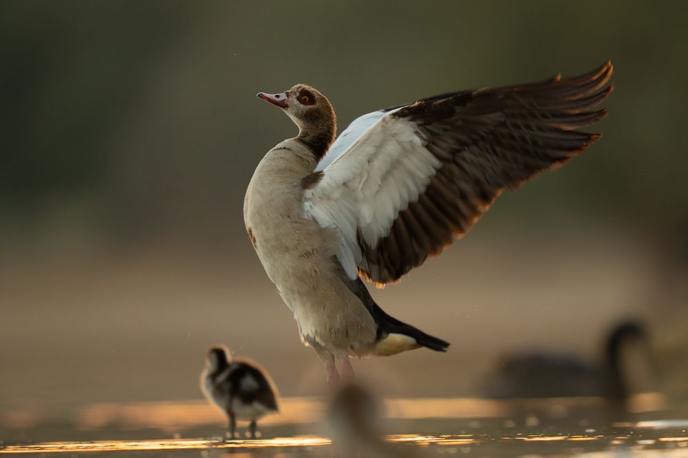 Photograph by Mahesh Sivadas