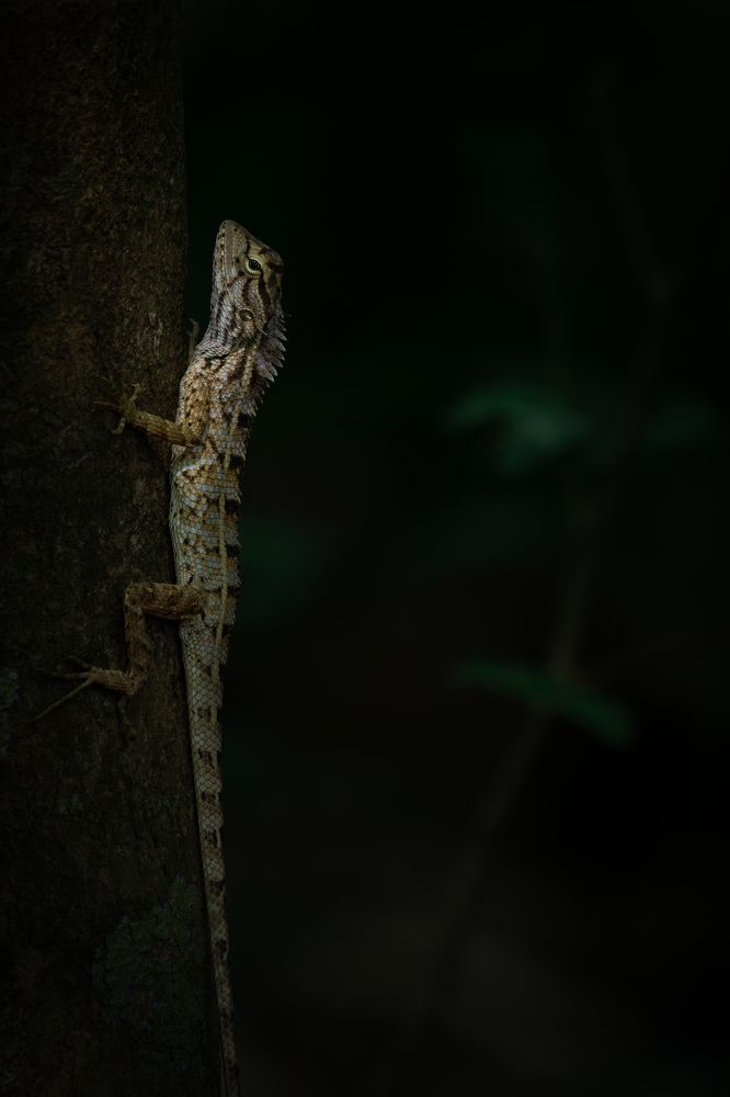 Photograph by SETHU RAJ R