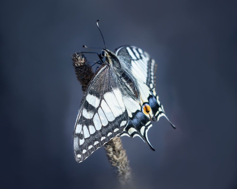 Photograph by T.Ю. Гринько