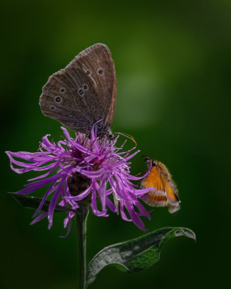 Photograph by T.Ю. Гринько