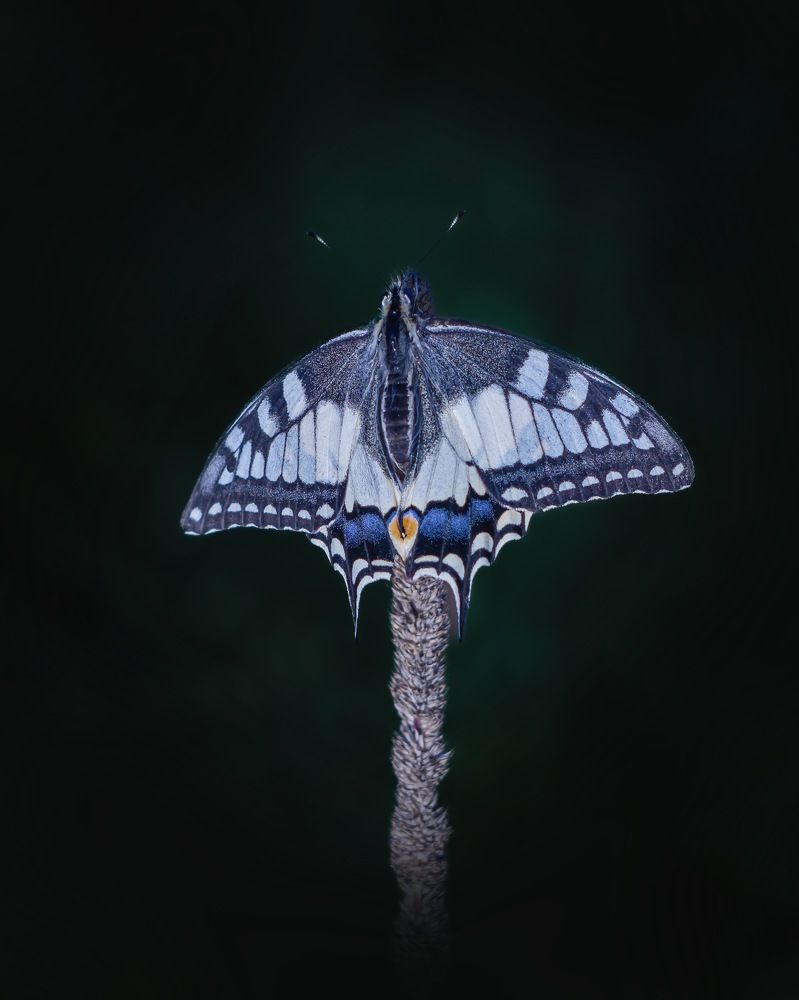 Photograph by T.Ю. Гринько