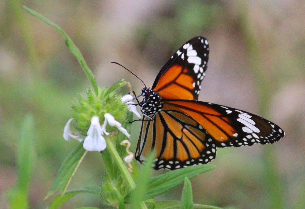 Photograph by Gopinath JM