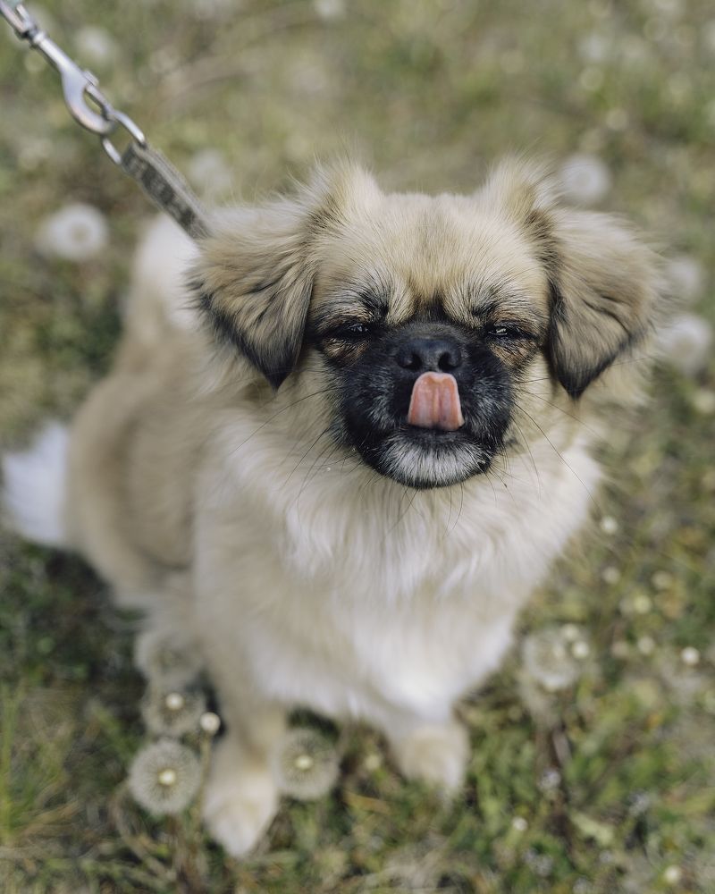 Tibetan spaniel