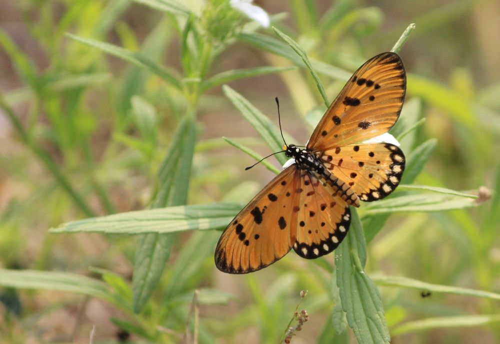 Photograph by Gopinath JM