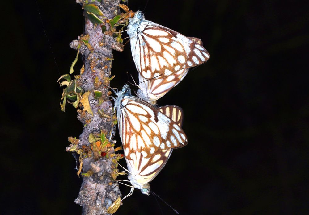 Фотография автора Suresh S S