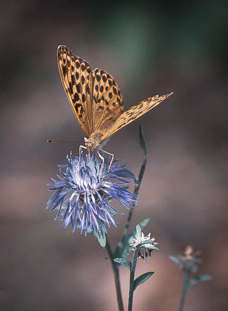 Фотография автора Віталій Кабацій