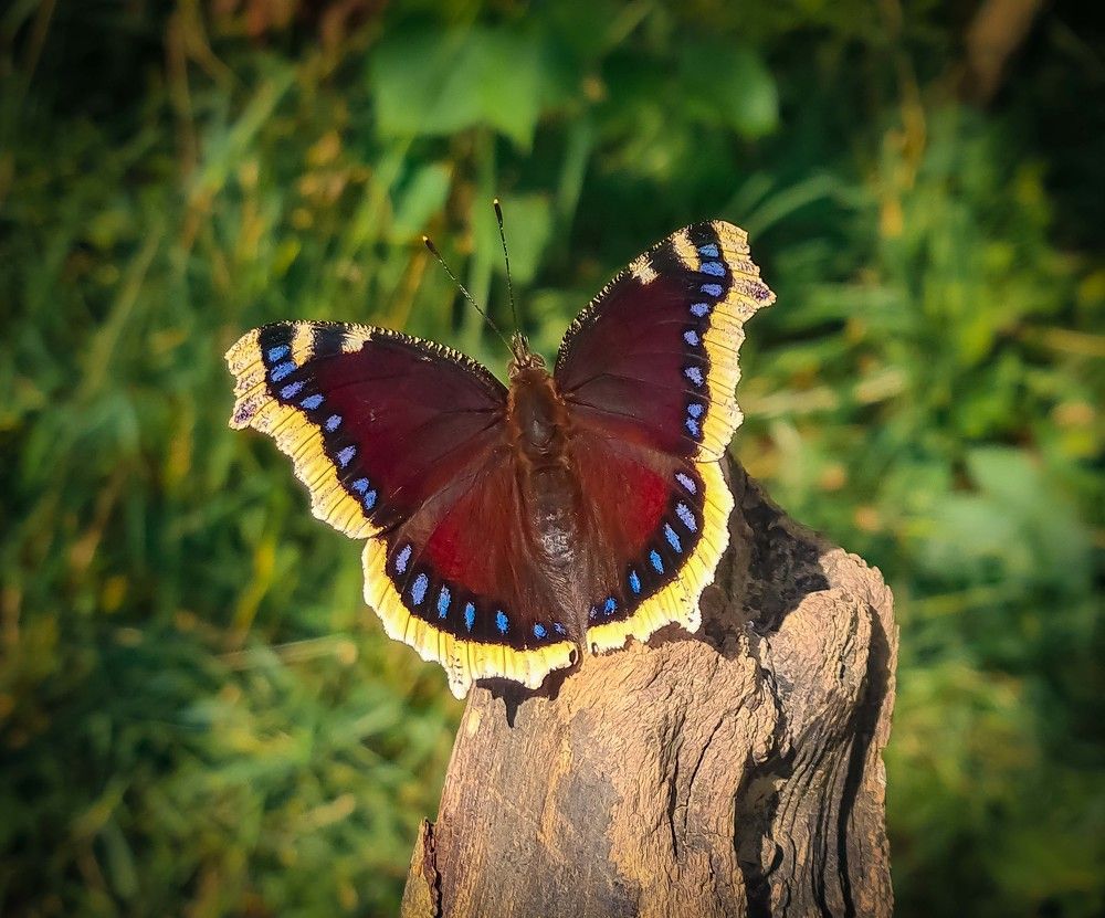 Бабочка на съёмках