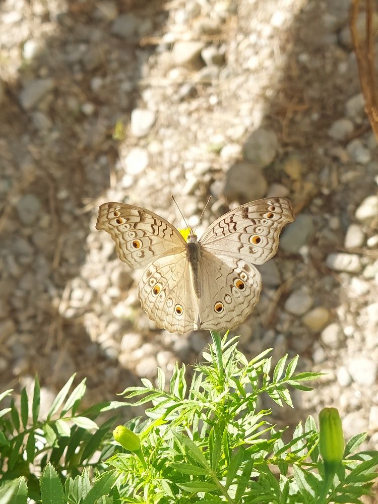 Photograph by Piyali Dutta