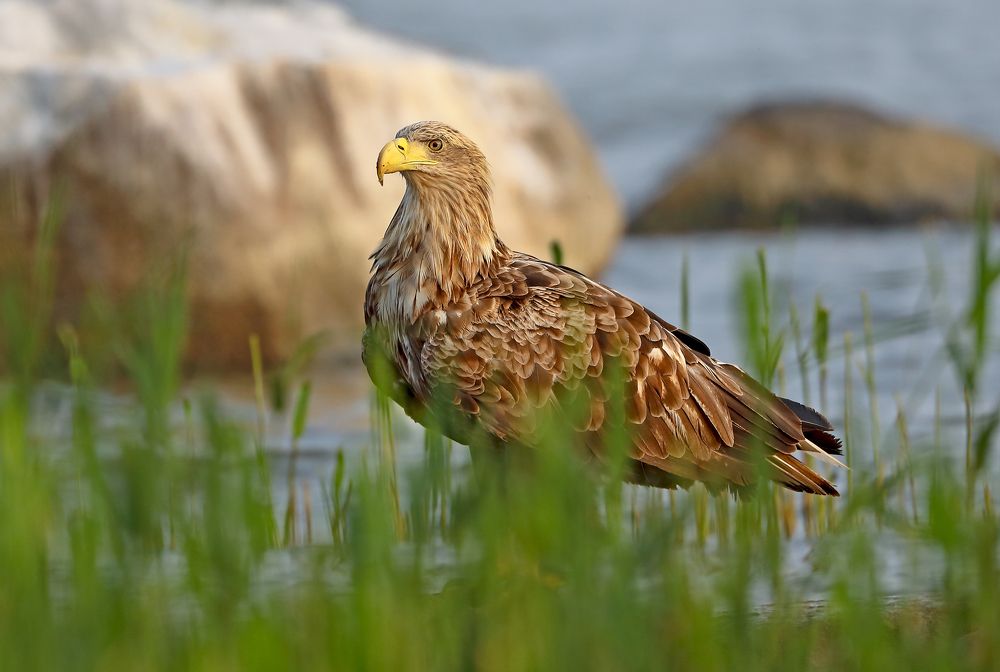 Орлан белохвост.