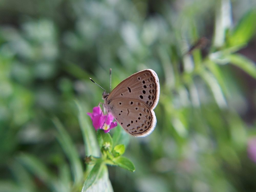 Photograph by Piyali Dutta