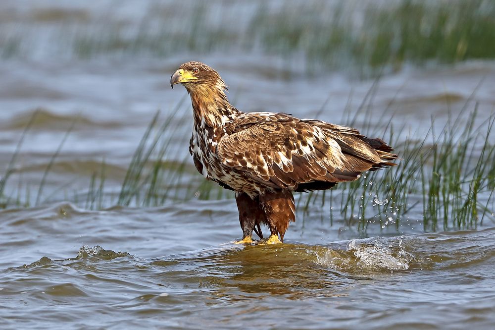 Фотография автора Гусар Александр