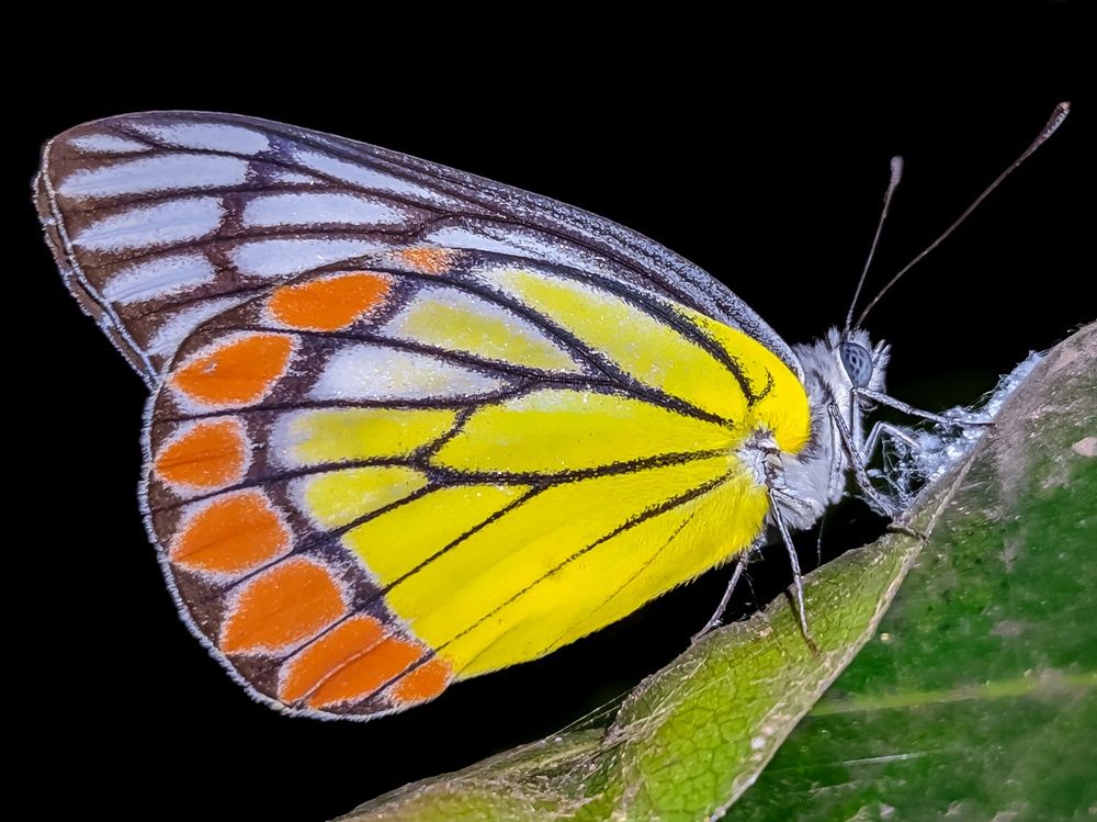 Photograph by Baishakh Adhikary