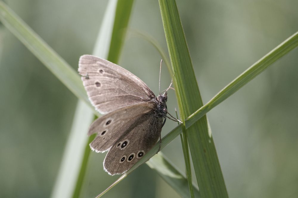 Photograph by Prometej